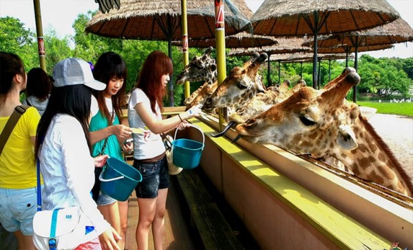 Safari World and Marine Park Bangkok + Lunch