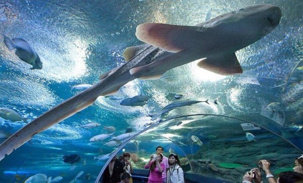 Underwater World Pattaya (Entrance Ticket)