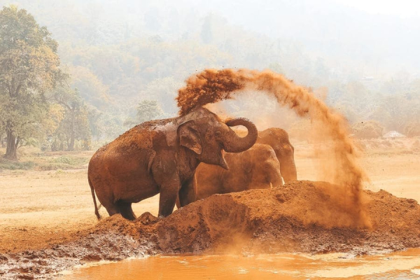 Elephant Nature Park Chiang Mai + Orchid Farm